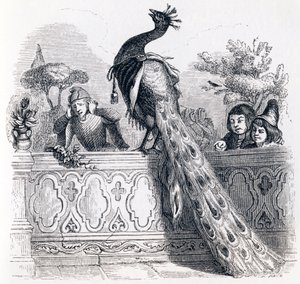 Le paon se plaignant à Junon - Fables de La Fontaine