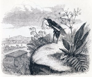Le coche et la mouche - Fables de La Fontaine - Grandville