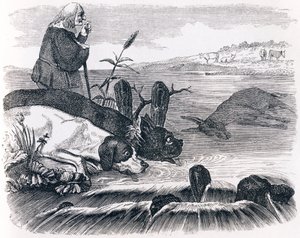 Les deux chiens et l