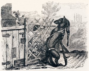 Le loup et le chien maigre - Fables de La Fontaine - Grandville
