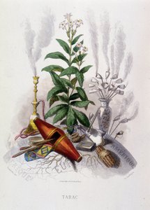 Plante de tabac et ustensiles de fumer - dans "Fleurs animées" par Grandville - Grandville