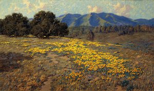 Coquelicots de Californie