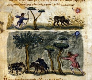 Chasse au sanglier d