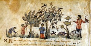 Chasse au faucon pour capturer des oiseaux - dans « De Venatione » par Oppianus, manuscrit grec du XIIIe siècle. Biblioteca Marciana. Venise - Greek School