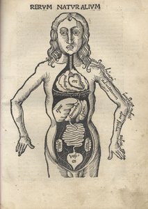 Margarita Philosophica. Anatomie, 1504 - Gregor Reisch