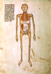 ANATOMIE : Miniature de l