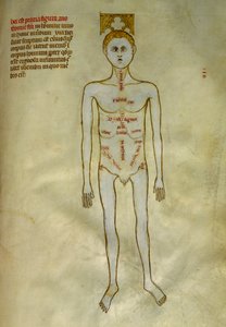 Anatomie et planches chirurgicales : localisation des organes masculins - Guido da Vigevano da Pavia
