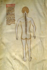 Anatomie et planches chirurgicales : moelle épinière (dans les vertèbres de la colonne vertébrale). Dans « Liber notabilium Philippi septimi francorum regis, a libris Galieni extratus » par Gui de Pavia vers 1345. Chantilly, Musée Condé