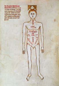 Chirurgie : représentation du corps humain. Miniature dans le « Liber notabilium Philippi septimi francorum regis, a libris Galieni extractus » écrit par Gui (Guy) de Pavia - Guido da Vigevano da Pavia