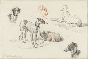 Études de chiens