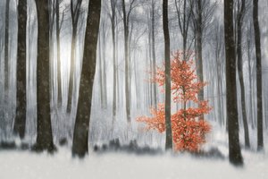 La forêt d