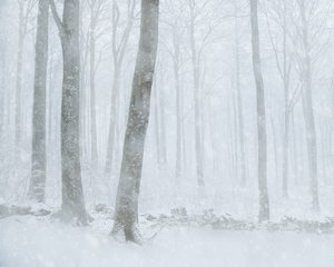 Forêt enneigée en hiver - Gustav Davidsson