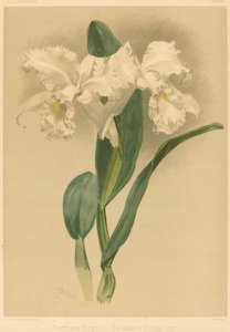 Cattleya Mendelii Quorndon House Var. - Gustav Leutzsch after Henry George Moon