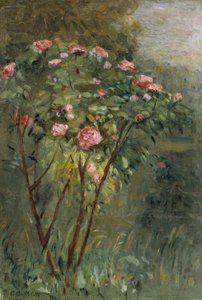 Le rosier - Gustave Caillebotte