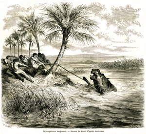 Chasse sur la rivière Teoghe, affluent du Ngami. Harponnage d