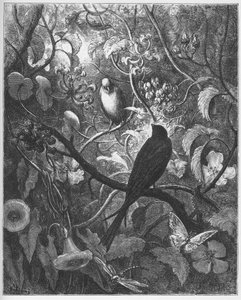 Philomèle et Progne - des "Fables" de Jean de La Fontaine - Gustave Dore