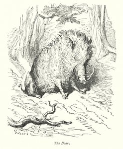 Le sanglier (gravure) - Gustave Dore