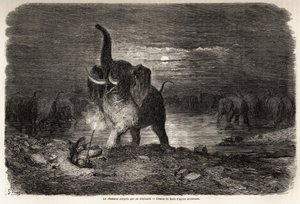 Le chasseur surpris par un éléphant, près du lac Ngami (Botswana), dessin de Gustave Doré (1832-1883), pour illustrer les aventures et chasses de Charles Jean Anderson en Afrique australe. Gravure dans « Le tour du monde, nouveau journal des voyages » Pari