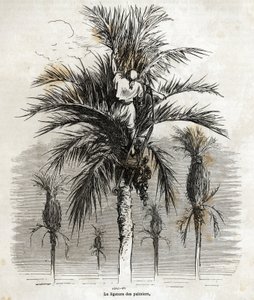 La ligature des palmiers à Elche, dans le but de préserver la blancheur, afin de les tresser, dessin de Gustave Doré (1832-1883), pour illustrer son voyage en Espagne, en 1862, avec Ch. Davillier. Gravure dans "Le tour du monde", édité par Edouard Charton