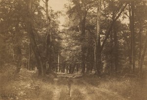 Bas-Bréau, Forêt de Fontainebleau - Gustave Le Gray