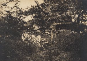 Chêne dans les rochers à Fontainebleau, 1849-52 - Gustave Le Gray