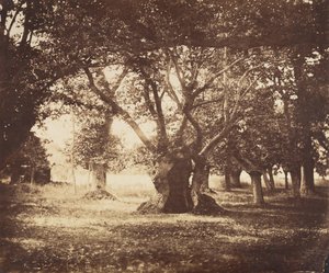 Chêne creux, Fontainebleau, 1855-57 - Gustave Le Gray