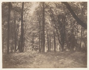 La forêt de Fontainebleau - Gustave Le Gray