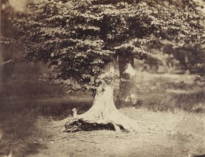 Le hêtre, vers 1855-7 - Gustave Le Gray