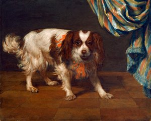 Un épagneul King Charles - Gysbert van de Kuyl