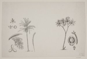 Feuille botanique des écrits de Schouw - H. C. Henneberg