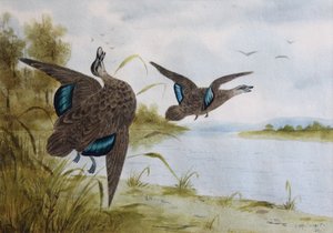 Canards noirs du Pacifique - H. H. Calvert