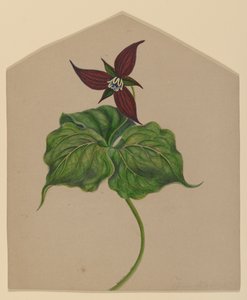 Fleur rouge de Bourgogne - H. Lynde