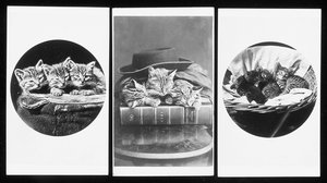 Les Chats de Brighton, cartes-de-visite, années 1860