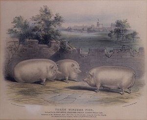 Trois cochons primés élevés par le prince Albert au château de Windsor, gravé par H. Stafford (fl.1829) 1843
