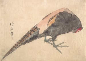 Oiseau - Hakusanjin Hokui