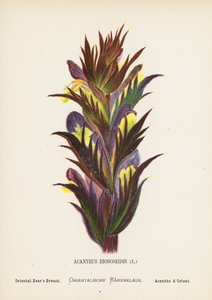 Fleurs sauvages de la Terre Sainte : Acanthus Dioscoridis ; Acanthe orientale - Hannah Zeller