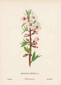 Fleurs sauvages de la Terre Sainte : Amygdalus Communis; Amandier - Hannah Zeller