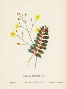 Fleurs sauvages de la Terre Sainte : Bongardia Rauwolfii, Meyer; Bongardia (gravure en couleur)