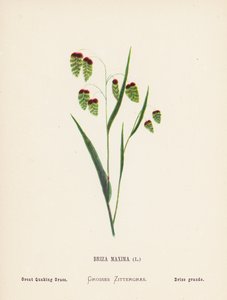 Fleurs sauvages de la Terre Sainte: Briza Maxima; Grande herbe tremblante