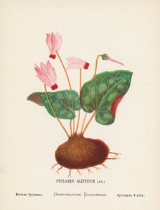 Fleurs sauvages de la Terre Sainte : Cyclamen Aleppicum, Ait ; Cyclamen persan - Hannah Zeller