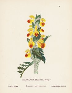 Fleurs sauvages de la Terre Sainte : Eremostachys Laciniata, Bunge; Épi du désert - Hannah Zeller