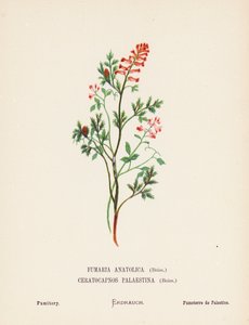 Fleurs sauvages de la Terre Sainte : Fumaria Anatolica, Boiss, Ceratocapnos Palaestina, Boiss; Fumeterre - Hannah Zeller