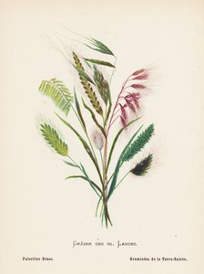 Fleurs sauvages de la Terre Sainte : Graser des hl Landes; Herbe de Palestine - Hannah Zeller