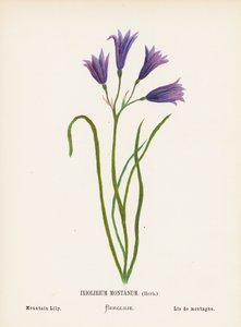 Fleurs sauvages de la Terre Sainte : Ixiolirium Montanum, Herbe; Lys des montagnes - Hannah Zeller