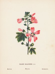 Fleurs sauvages de la Terre Sainte : Malope Malacoides ; Mauve - Hannah Zeller