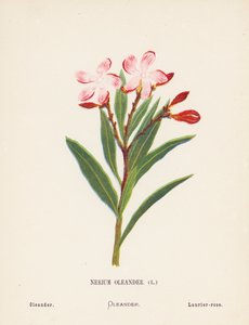 Fleurs sauvages de la Terre Sainte : Nerium Oleander ; Laurier-rose