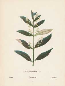 Fleurs sauvages de la Terre Sainte : Olea Europaea ; Olive - Hannah Zeller