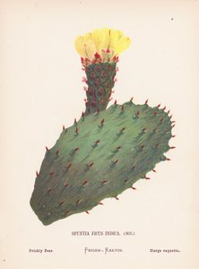 Fleurs sauvages de la Terre Sainte : Opuntia Ficus Indica, Mill; Figuier de Barbarie - Hannah Zeller