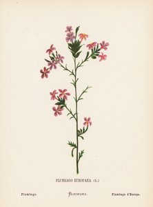 Fleurs sauvages de la Terre Sainte : Plumbago Europaea; Plumbago - Hannah Zeller