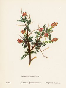 Fleurs sauvages de la Terre Sainte : Poterium Spinosum ; Burnet - Hannah Zeller